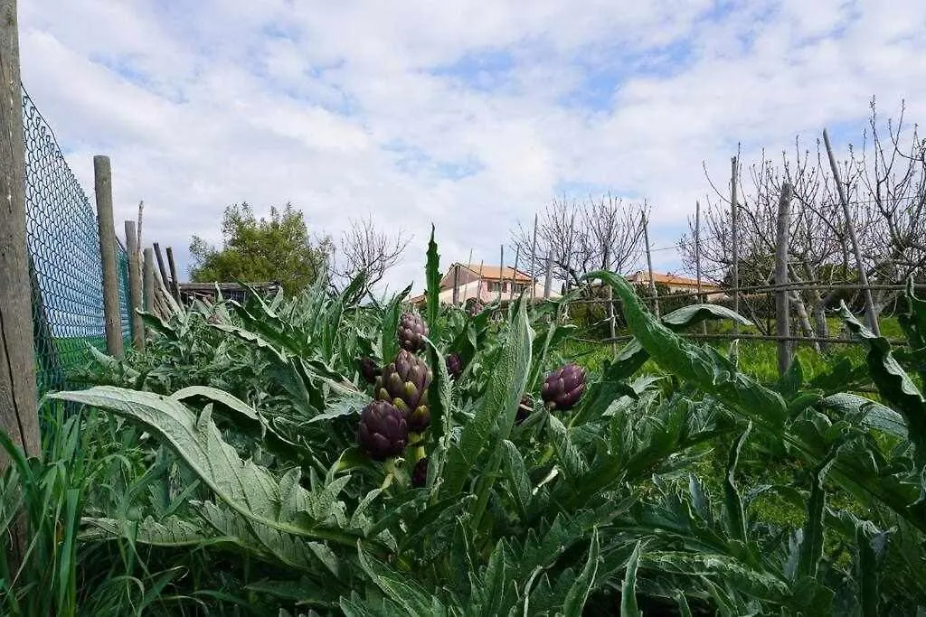 Agriturismo Podere Santa Virginia Albinia Farm stay